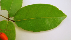 Rourea doniana
