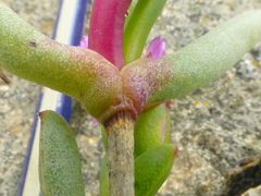 Ruschia klipbergensis