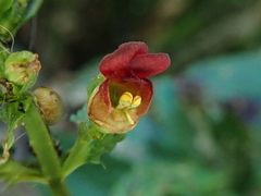 Scrophularia auriculata