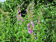 Chamaenerion angustifolium