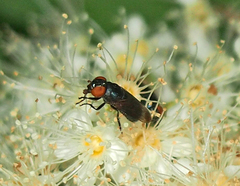 Chrysogaster