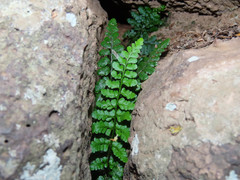 Asplenium obovatum lanceolatum