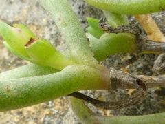 Ruschia klipbergensis