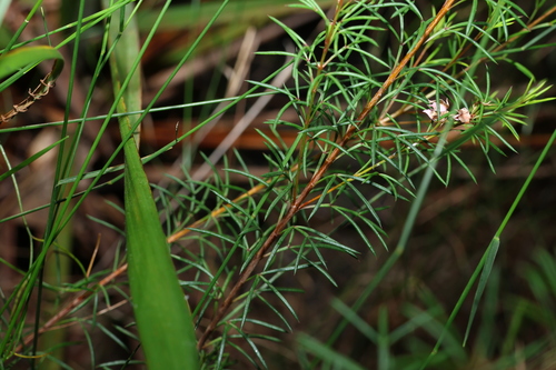 Image of Boronia falcifolia by (c) Greg Tasney, some rights reserved (CC BY-SA)