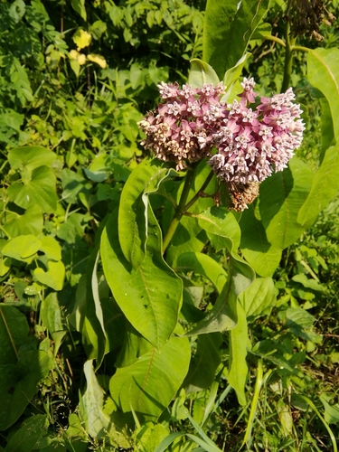Glejovka americká (Asclepias syriaca)