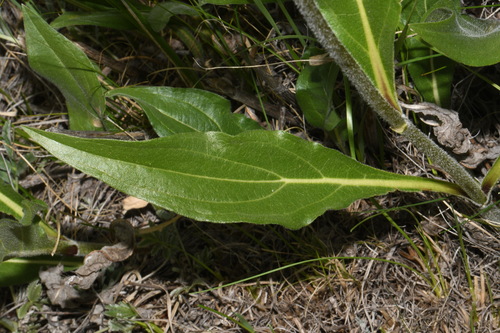 Image of Helianthella quinquenervis by (c) Brian Finzel, some rights reserved (CC BY-SA)