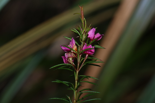 Image of Boronia falcifolia by (c) Greg Tasney, some rights reserved (CC BY-SA)