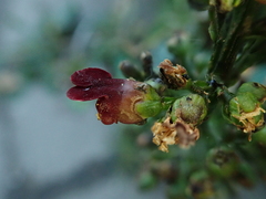 Scrophularia auriculata