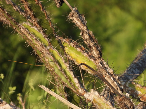 Image of Stenocereus alamosensis by no rights reserved