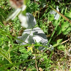 Erysiphe trifoliorum