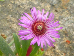 Ruschia klipbergensis