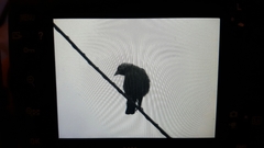 Corvus monedula