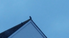 Columba livia domestica