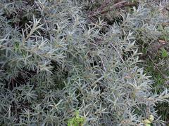 Hippophae rhamnoides