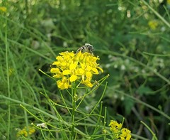 Andrena