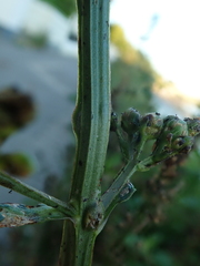 Scrophularia auriculata