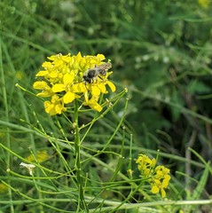 Andrena
