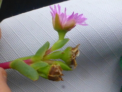 Ruschia klipbergensis