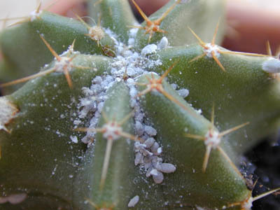 Citriculus Mealybug