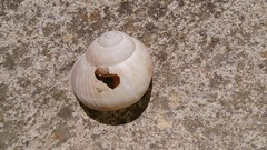 Helix pomatia
