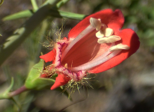 Penstemon barbatus var. barbatus