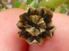 Ruschia klipbergensis