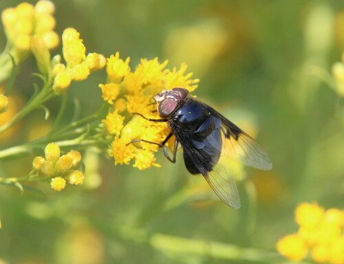 iNaturalist observation photo of Copestylum violaceum