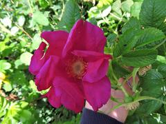 Rosa rugosa