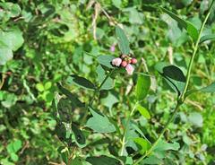 Symphoricarpos albus