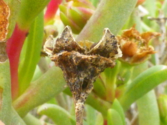 Ruschia klipbergensis