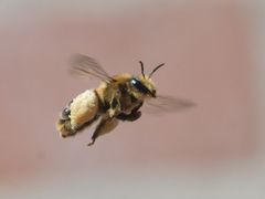 Melitta haemorrhoidalis