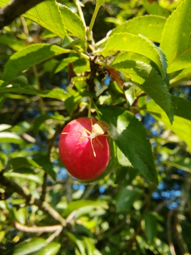 Zerdelija (Prunus cerasifera)