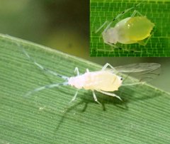 Takecallis arundinariae