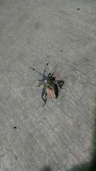Pachylis neocalifornicus