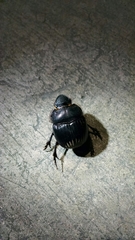 Dichotomius colonicus