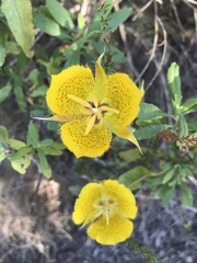 Calochortus weedii weedii