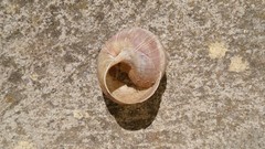 Helix pomatia