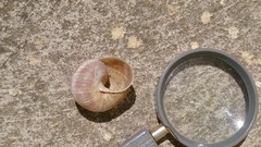 Helix pomatia