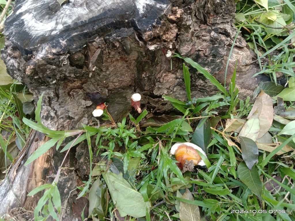 Ganoderma lucidum · October 2024 · photo: © naturalist97663 (iNaturalist, cc0)