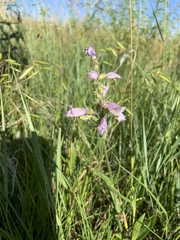 Penstemon gracilis gracilis