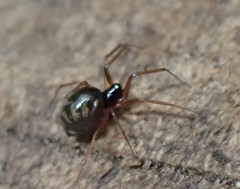 Bathyphantes gracilis