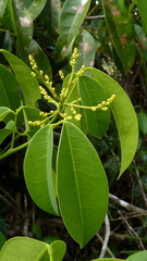 Rourea doniana