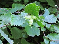 Corylus avellana