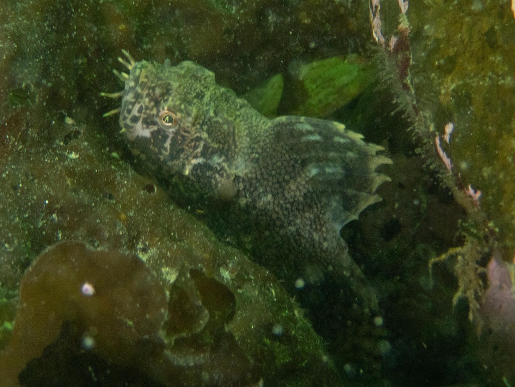 Crested sculpin (Blepsias bilobus) — Hemitripteridae