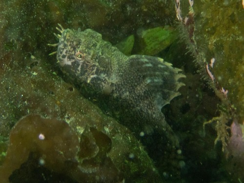 Crested sculpin (Blepsias bilobus) — Hemitripteridae