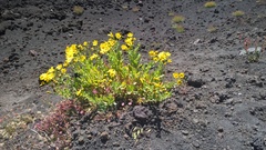 Senecio squalidus aethnensis