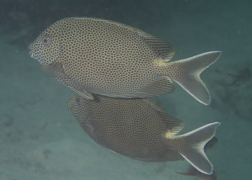 Brown-spotted rabbitfish (Siganus stellatus)