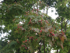 Acer