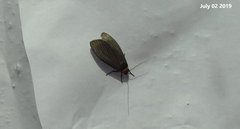 Macrobrochis staudingeri