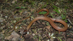 Faded Black-Striped Snake photo 4